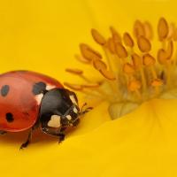 Bugs & Beetles